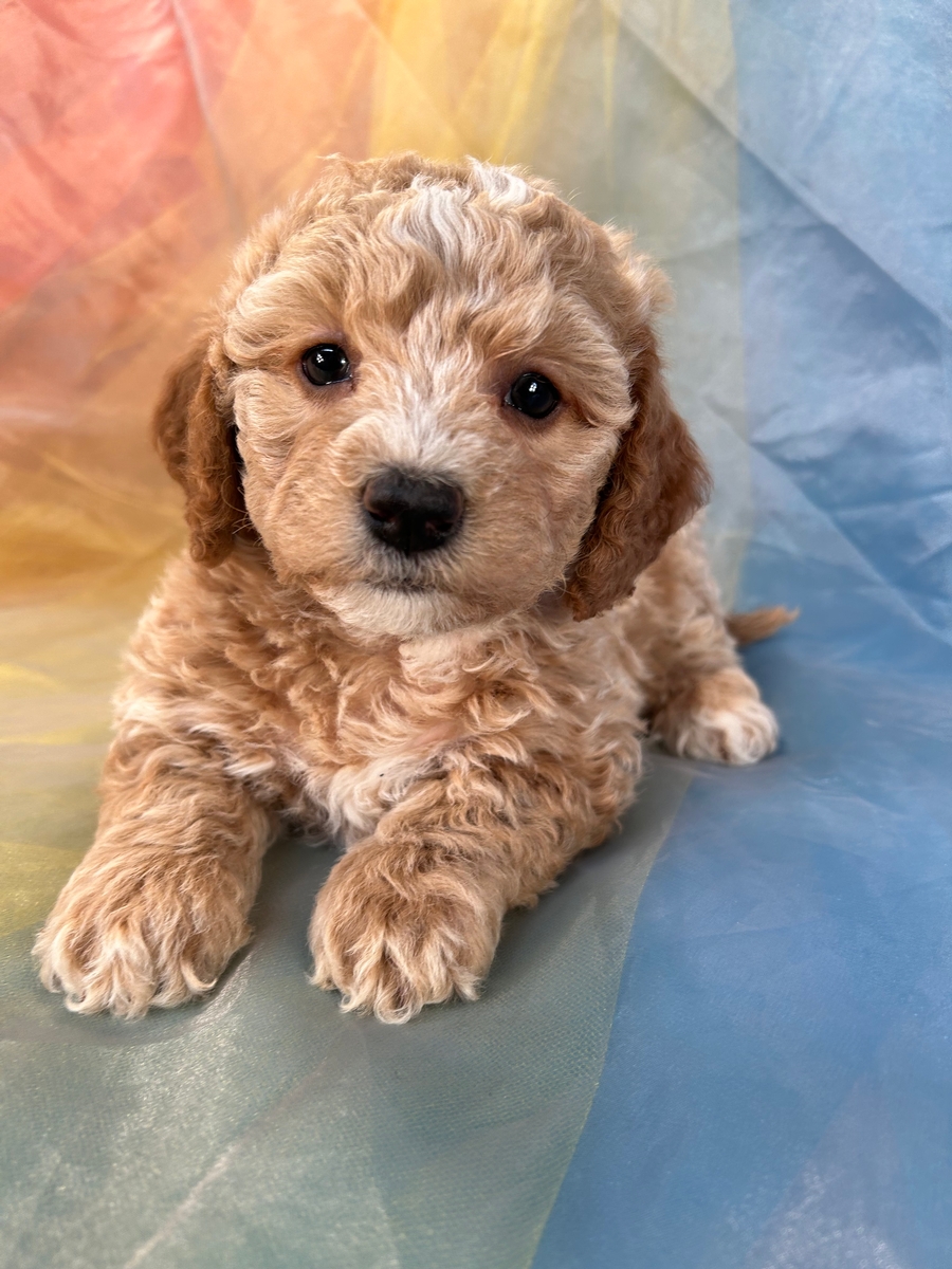 Female Bichon Poodle DOB 12-25-22, $1200
